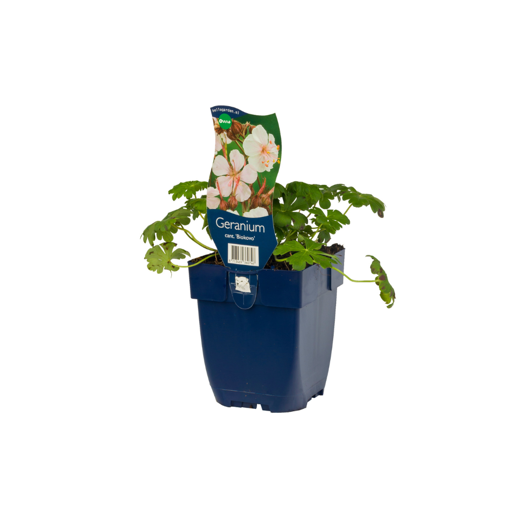 Ooievaarsbek (Geranium cant. 'Biokovo') ø 11 cm