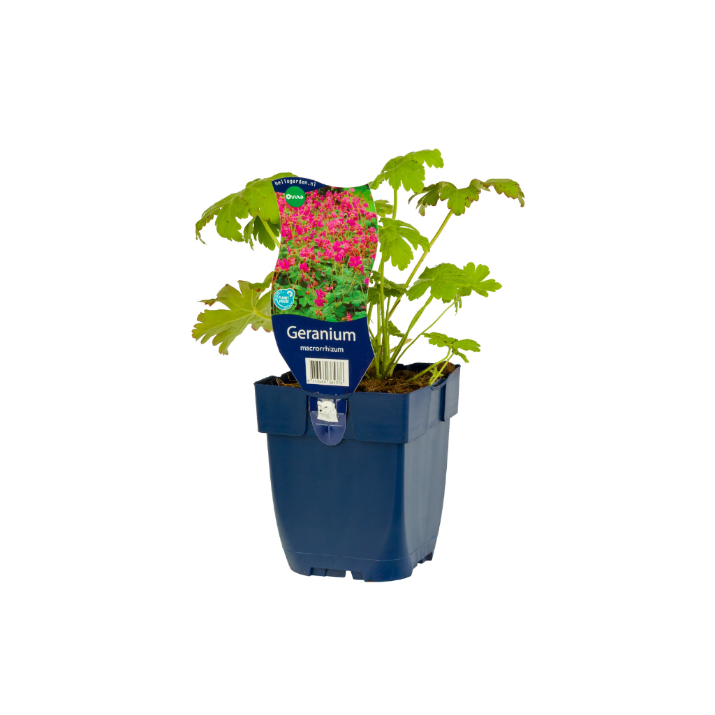 Ooievaarsbek (Geranium macrorrhizum) ø 11 cm