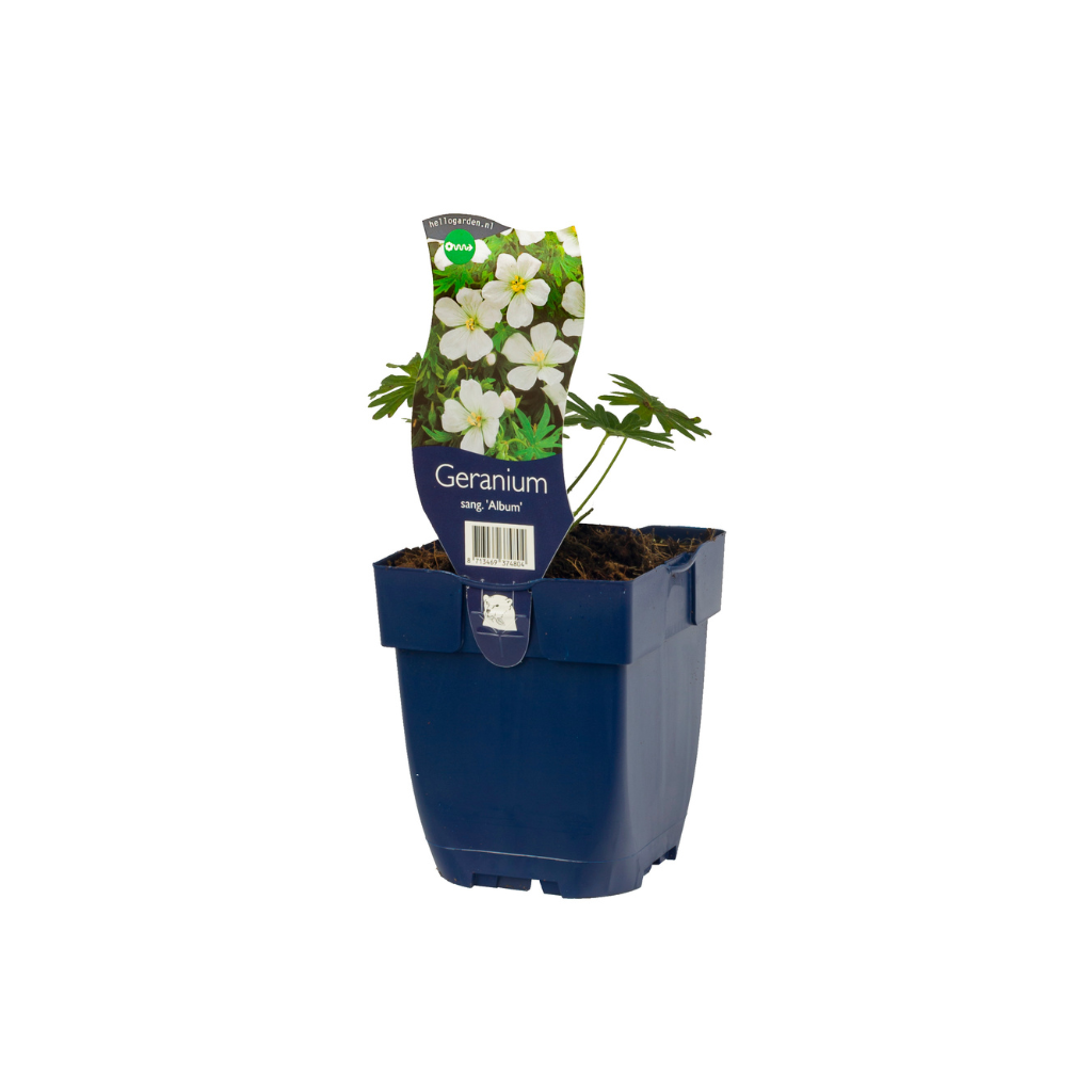 Ooievaarsbek (Geranium sang. 'Album') ø 11 cm