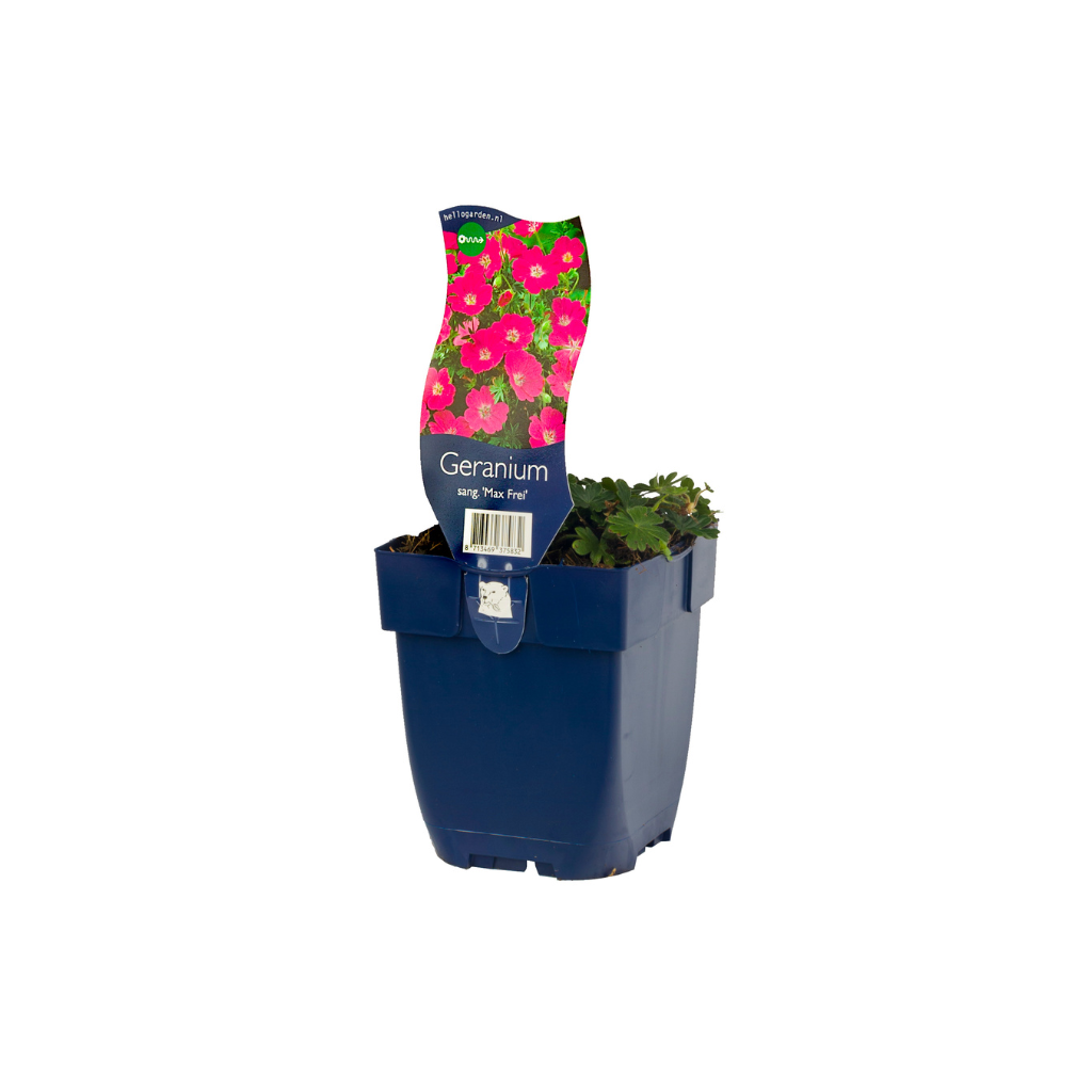 Ooievaarsbek (Geranium sang. 'Max Frei') ø 11 cm
