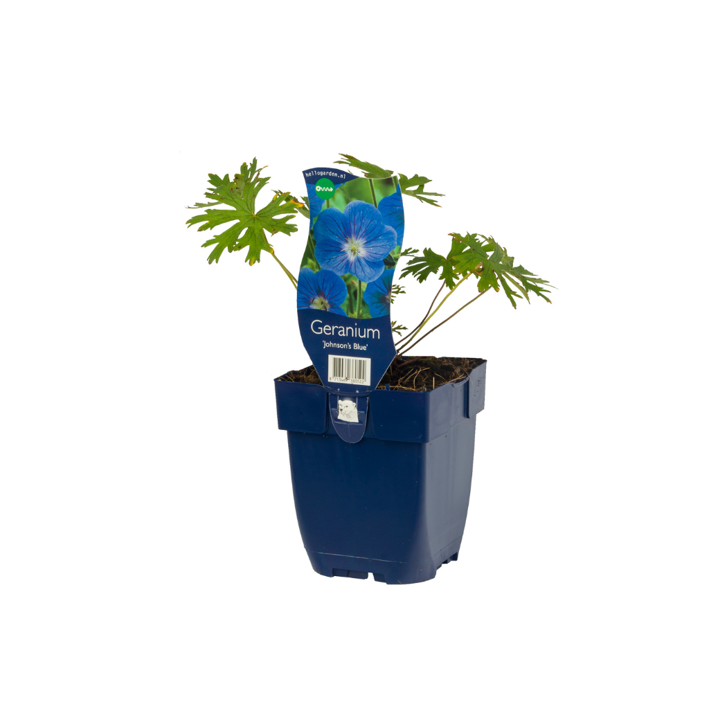 Ooievaarsbek (Geranium 'Joy') ø 11 cm