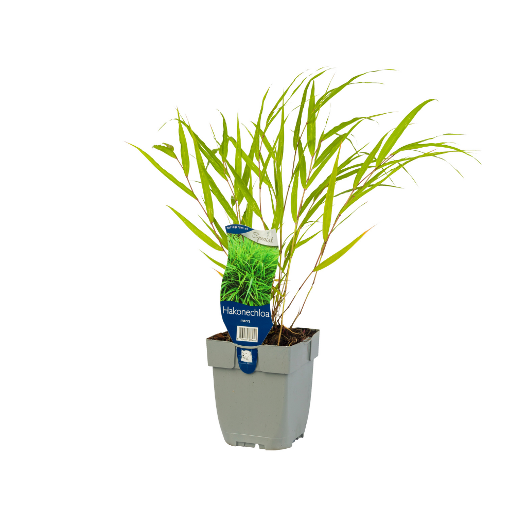 Japans berggras (Hakonechloa macra) ø 11 cm