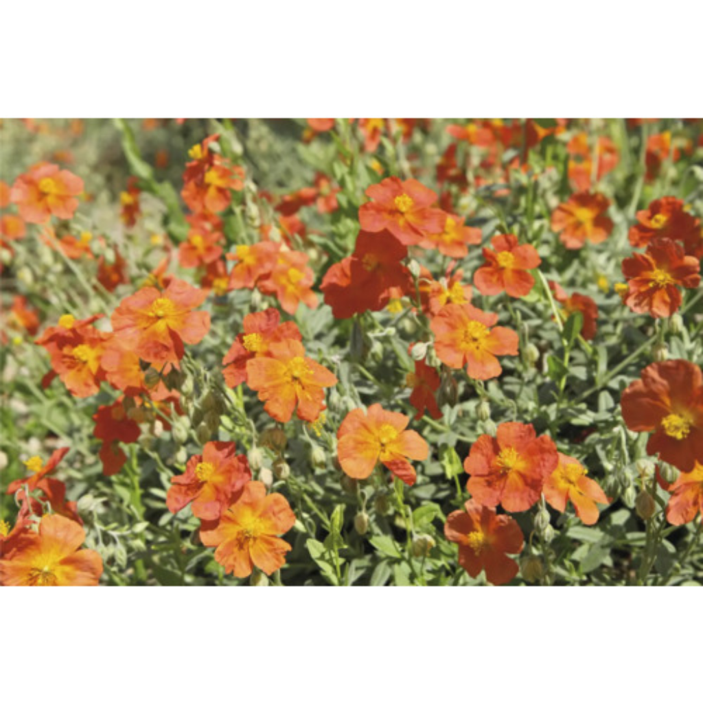 Zonneroosje (Helianthemum 'Fire Dragon') ø 11 cm