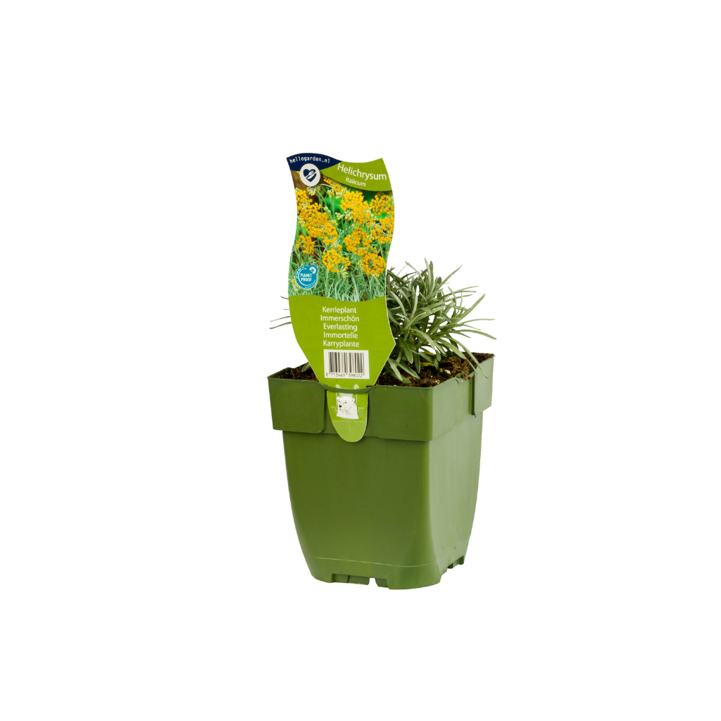 Kerrieplant (Helichrysum italicum) ø 11 cm