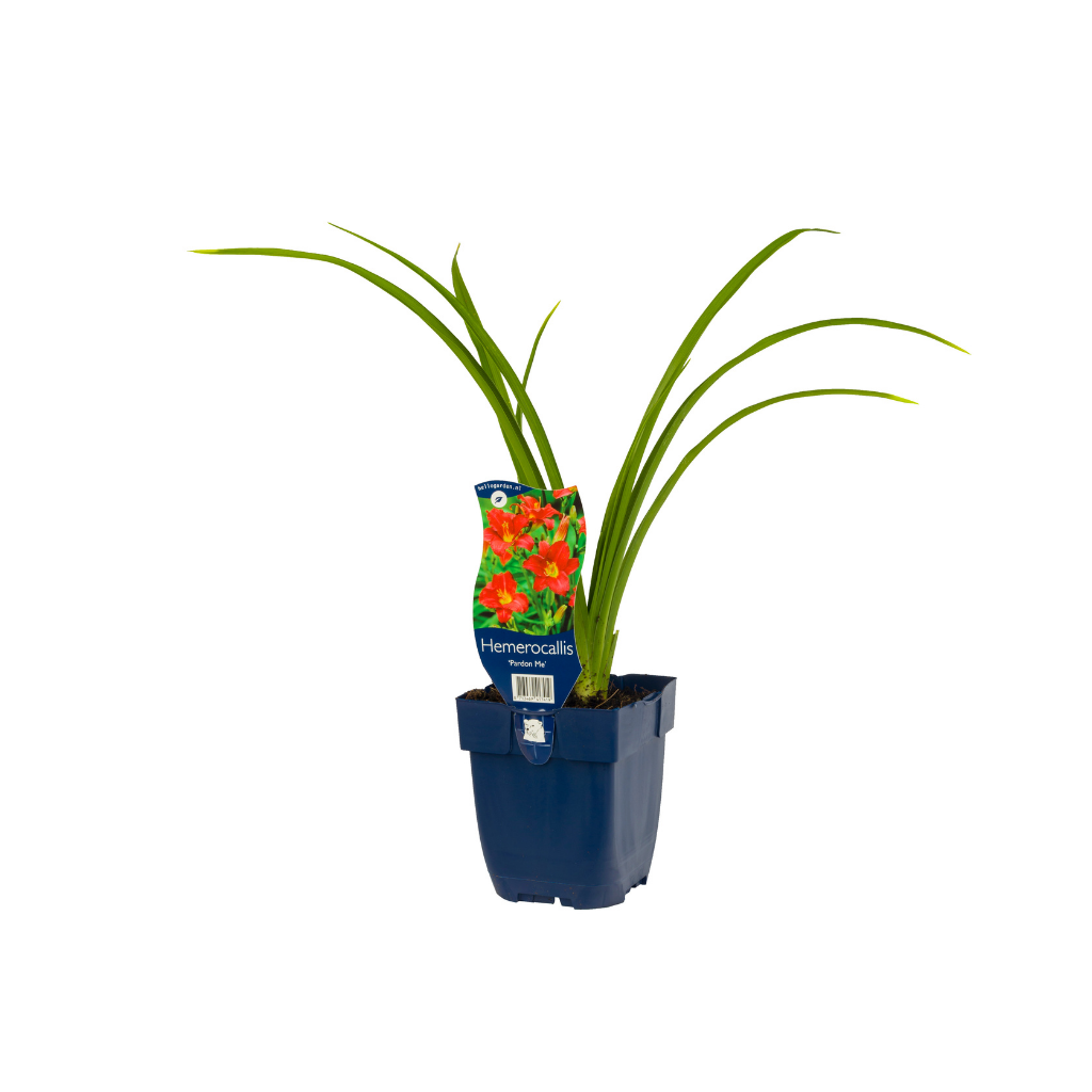 Daglelie (Hemerocallis 'Pardon Me') ø 11 cm