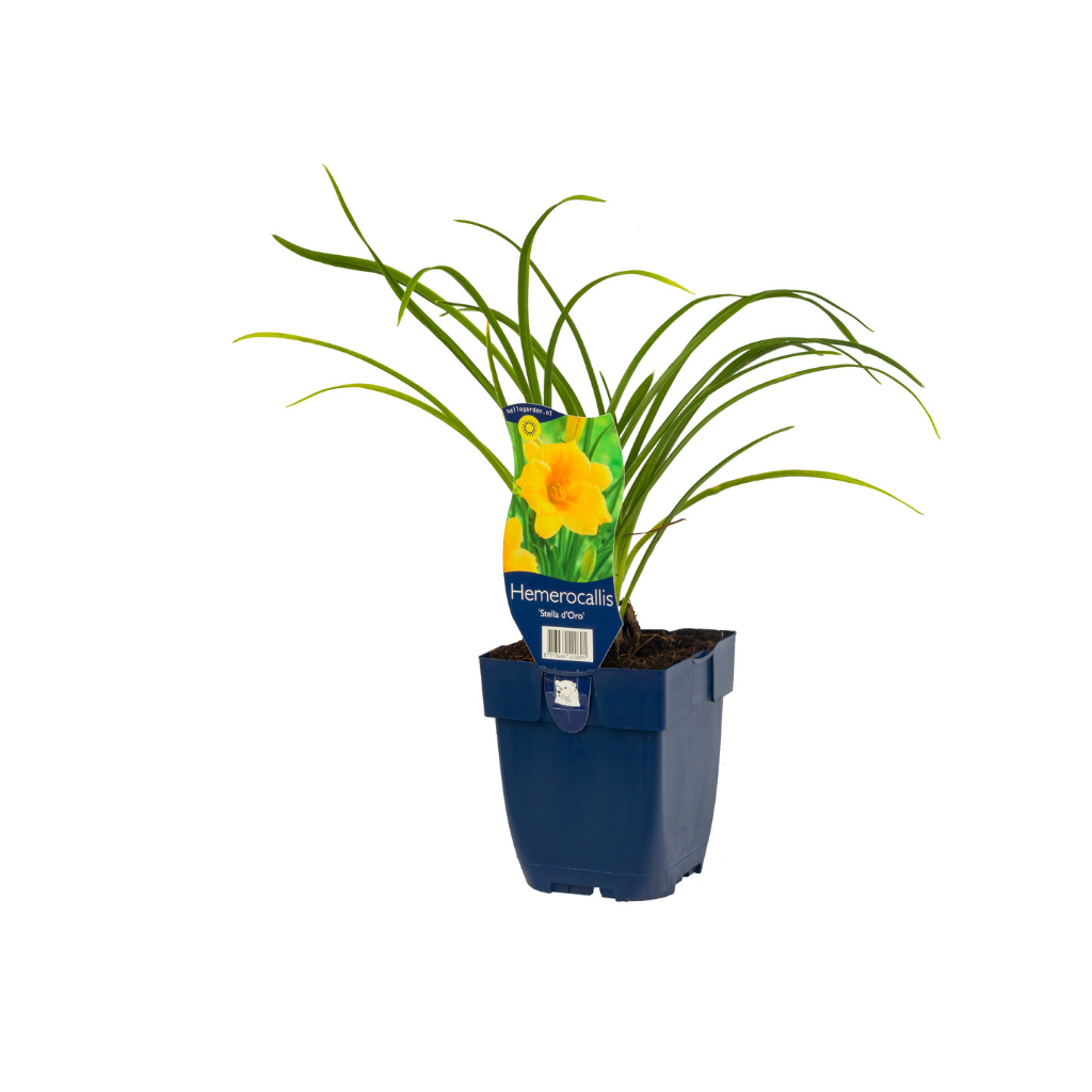 Daglelie (Hemerocallis 'Stella d'Oro') ø 11 cm