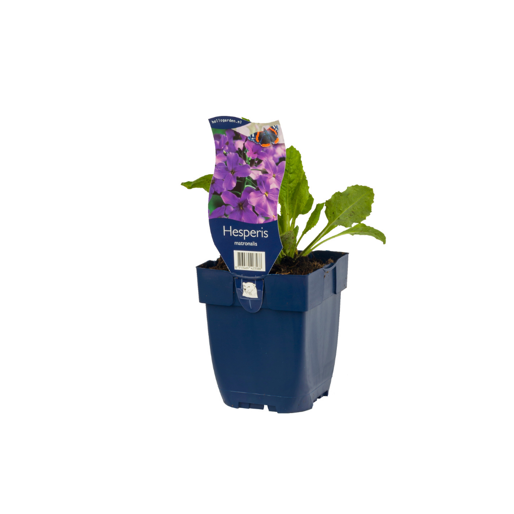 Damastbloem (Hesperis matronalis) ø 11 cm