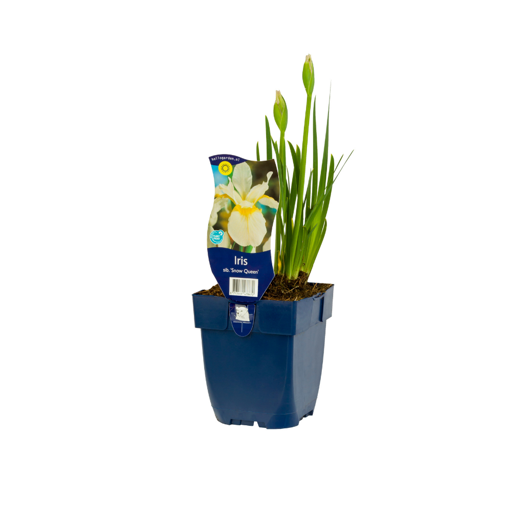Zwaardlelie (Iris sib. 'Snow Queen') ø 11 cm