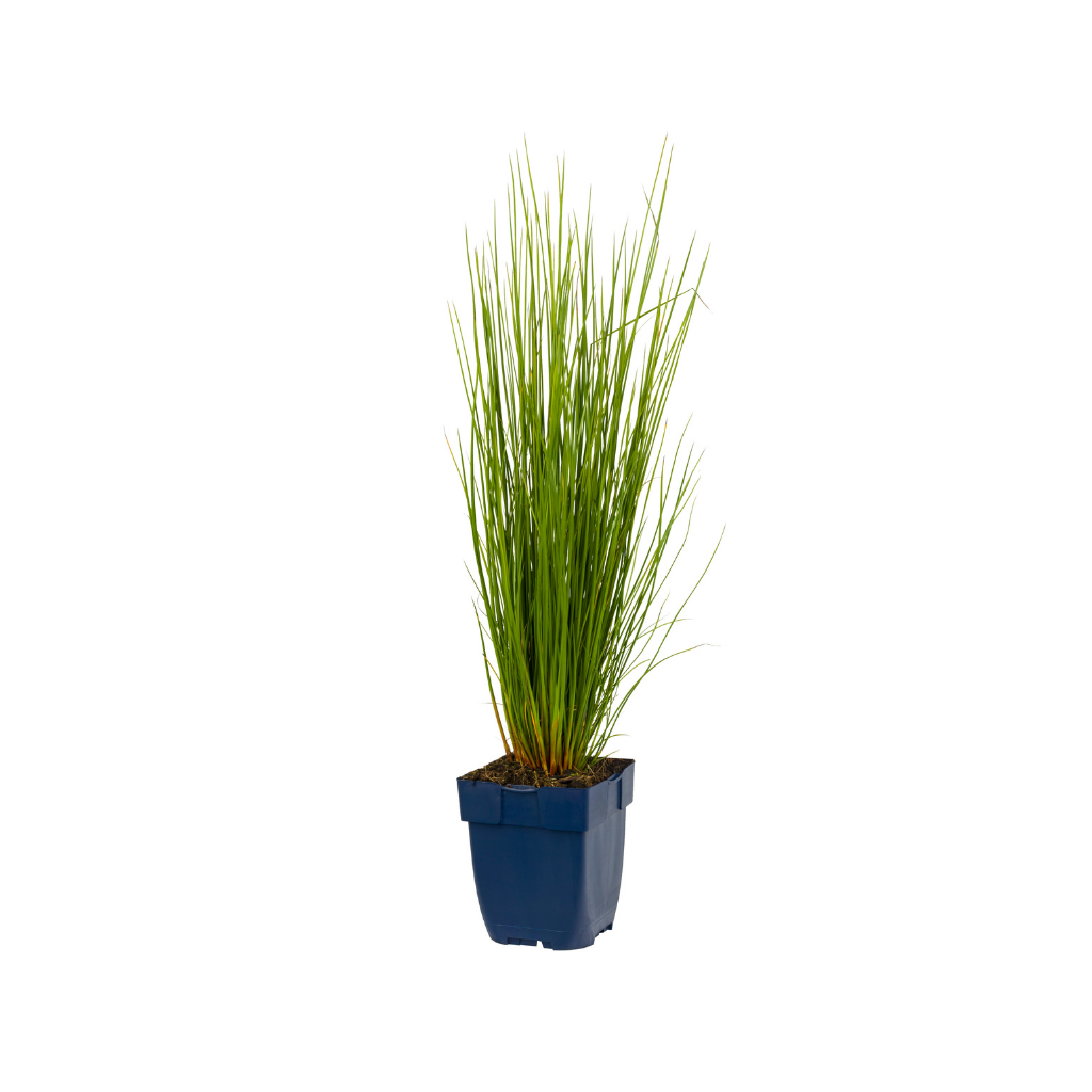 Pitrus (Juncus effusus) ø 11 cm