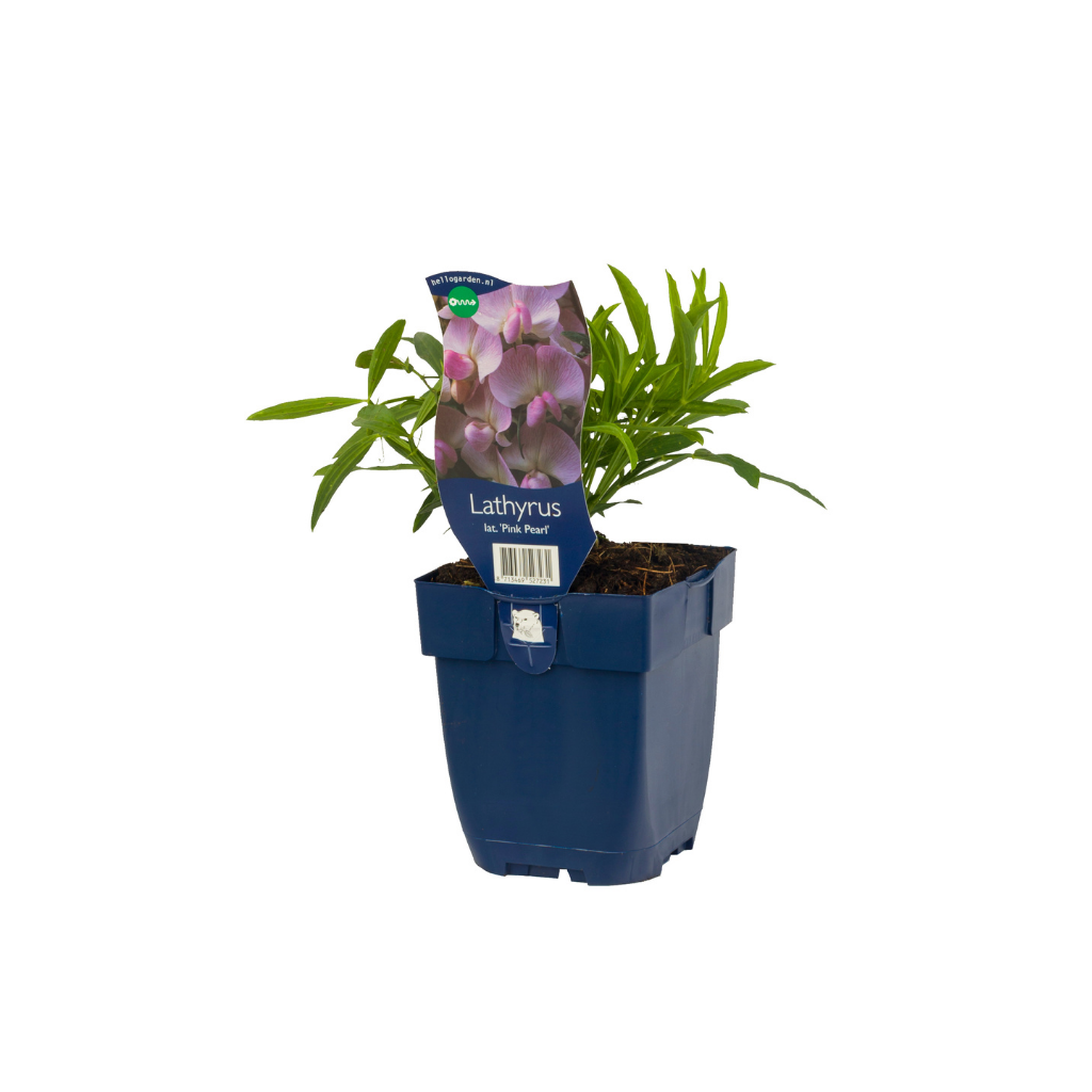 Pronkerwt (Lathyrus lat. 'Pink Pearl') ø 11 cm