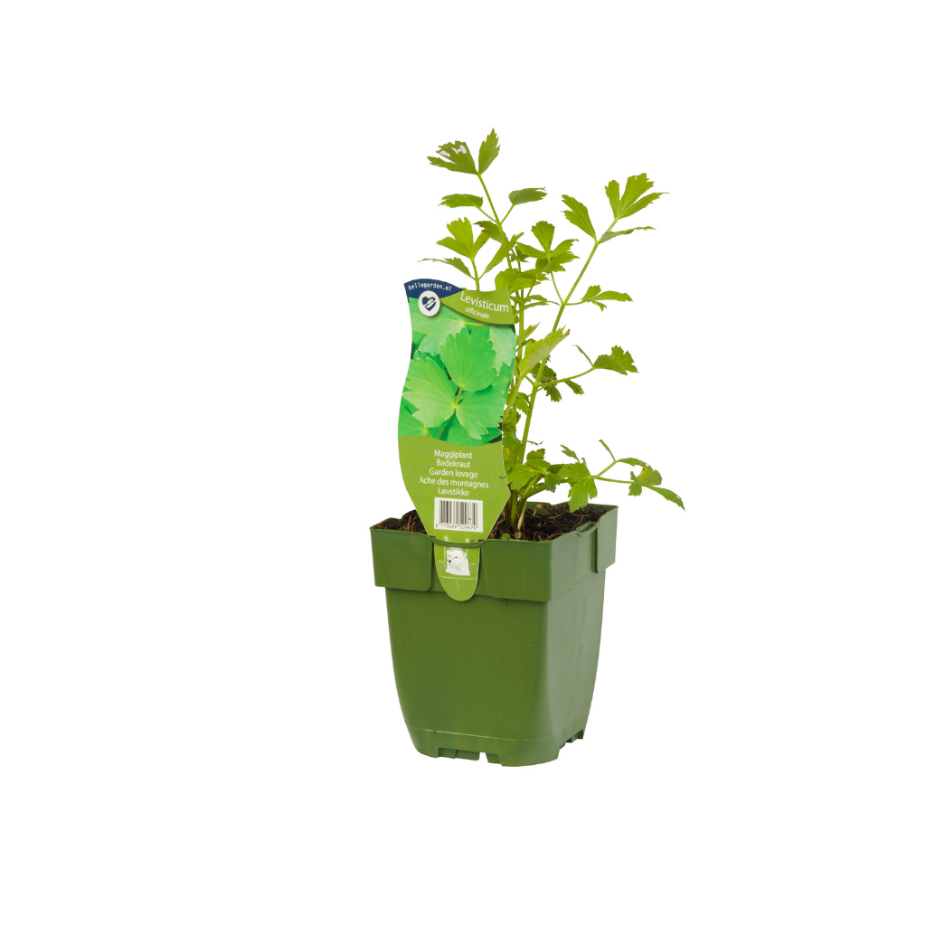 Maggiplant (Levisticum officinale) ø 11 cm