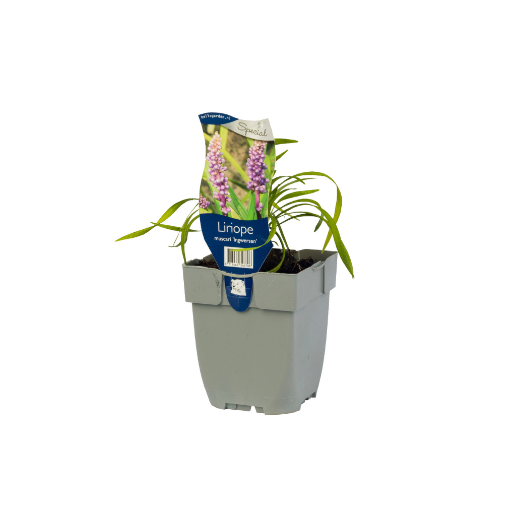 Leliegras (Liriope muscari 'Ingwersen') ø 11 cm