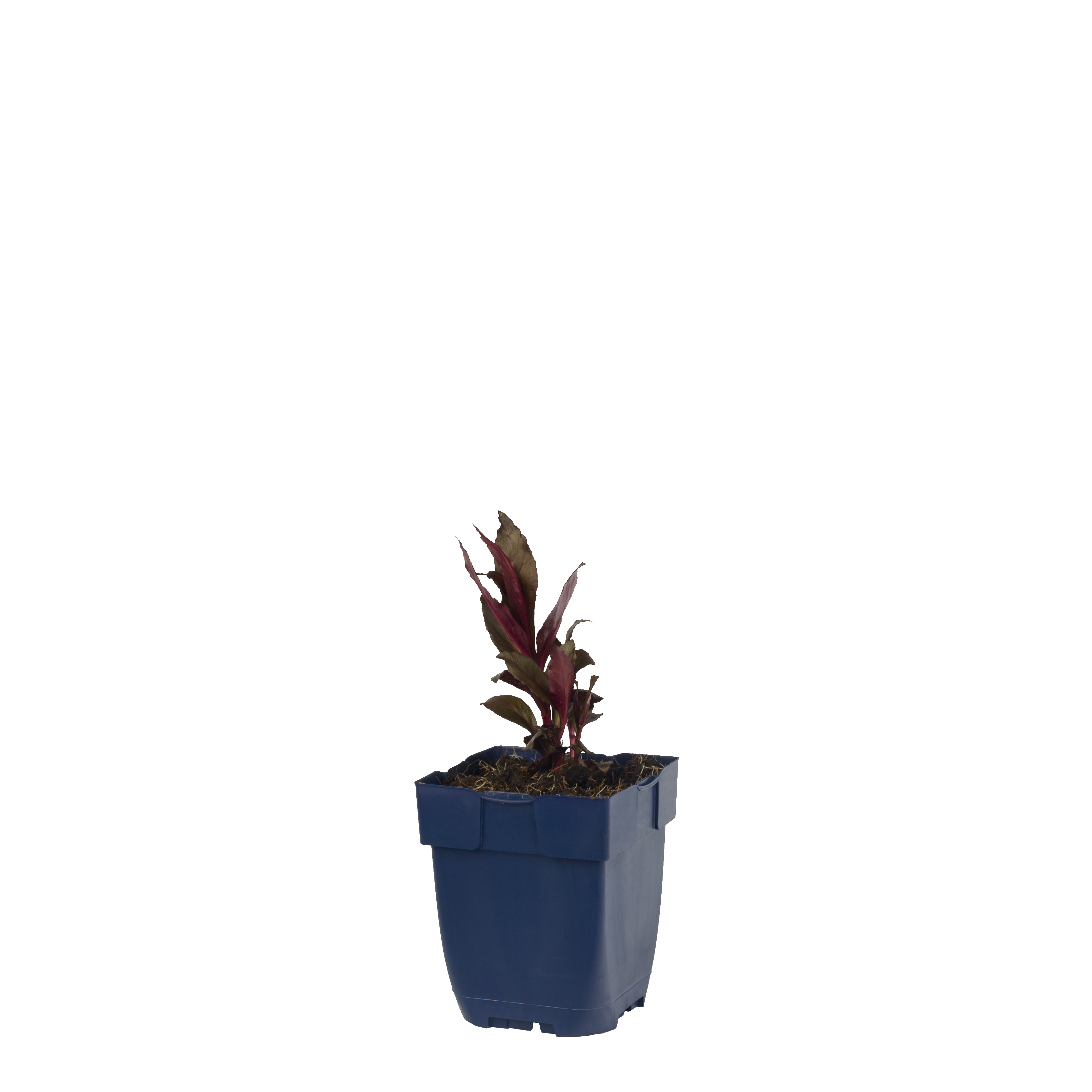 Tuinlobelia (Lobelia fulgens 'Queen Victoria') ø 11 cm