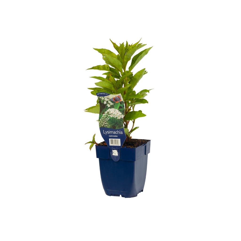 Wederik (Lysimachia clethroides) ø 11 cm