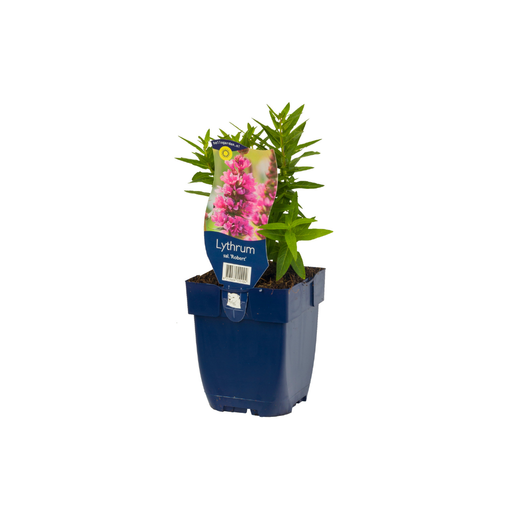 Kattestaart (Lythrum sal. 'Robert') ø 11 cm