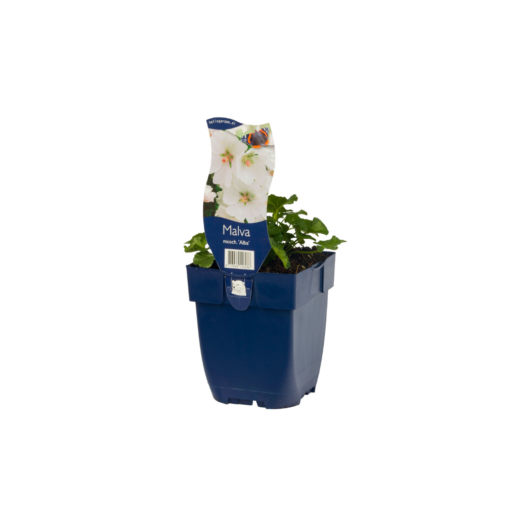 Muskuskaasjeskruid (Malva moschata 'Alba') ø 11 cm