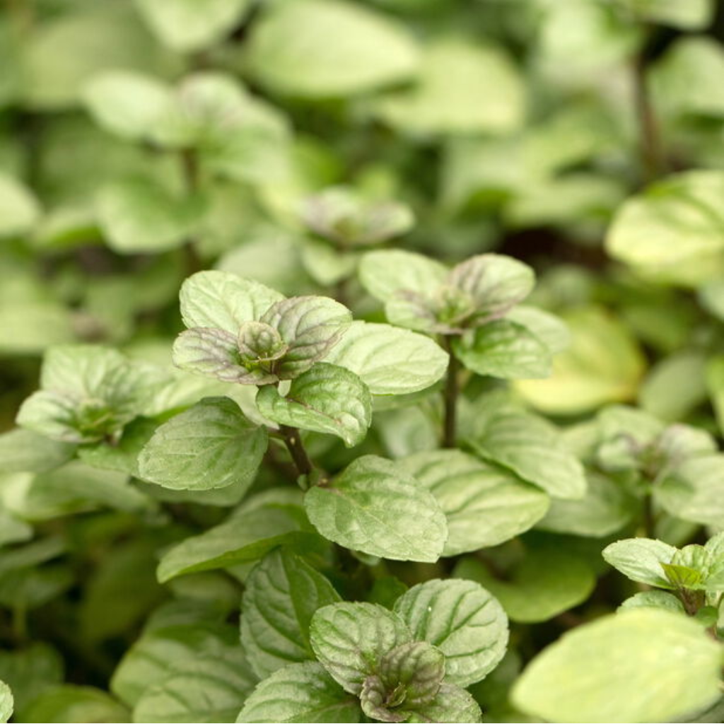 Sinaasappelmunt (Mentha pip. 'Orange') ø 11 cm
