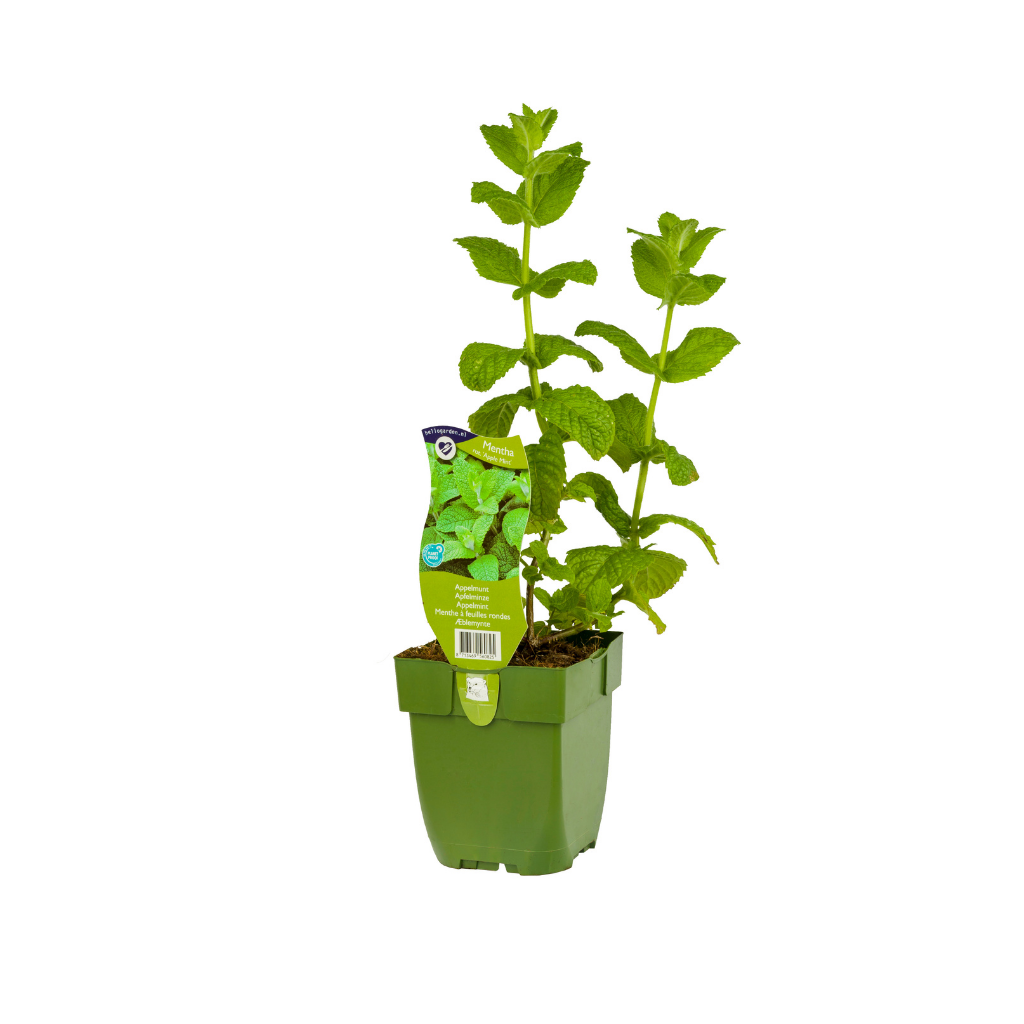 Appelmunt (Mentha rot. 'Apple Mint') ø 11 cm