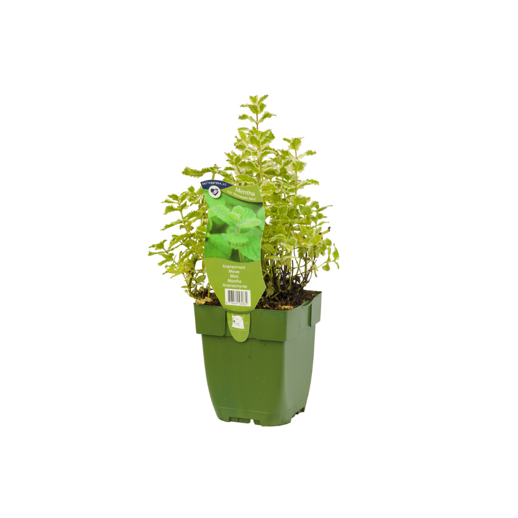 Ananasmunt (Mentha rot. 'Pineapple Mint') ø 11 cm