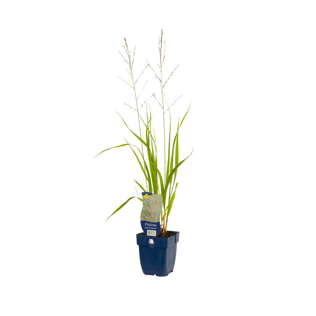Pijpestrootje (Molinia arund. 'Transparent') ø 11 cm