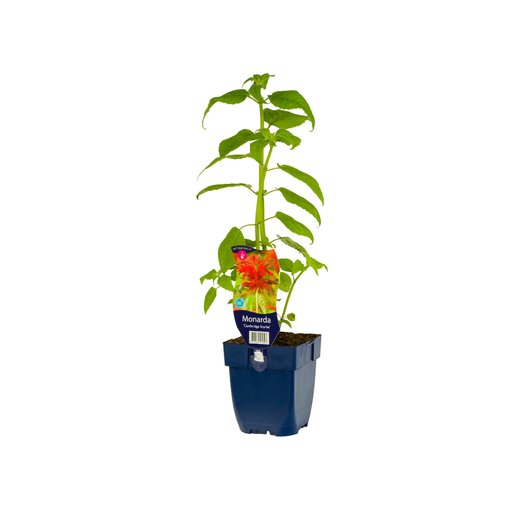 Bergamotplant (Monarda 'Cambridge Scarlet') ø 11 cm