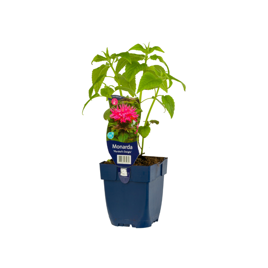 Bergamotplant (Monarda 'Marshall's Delight') ø 11 cm