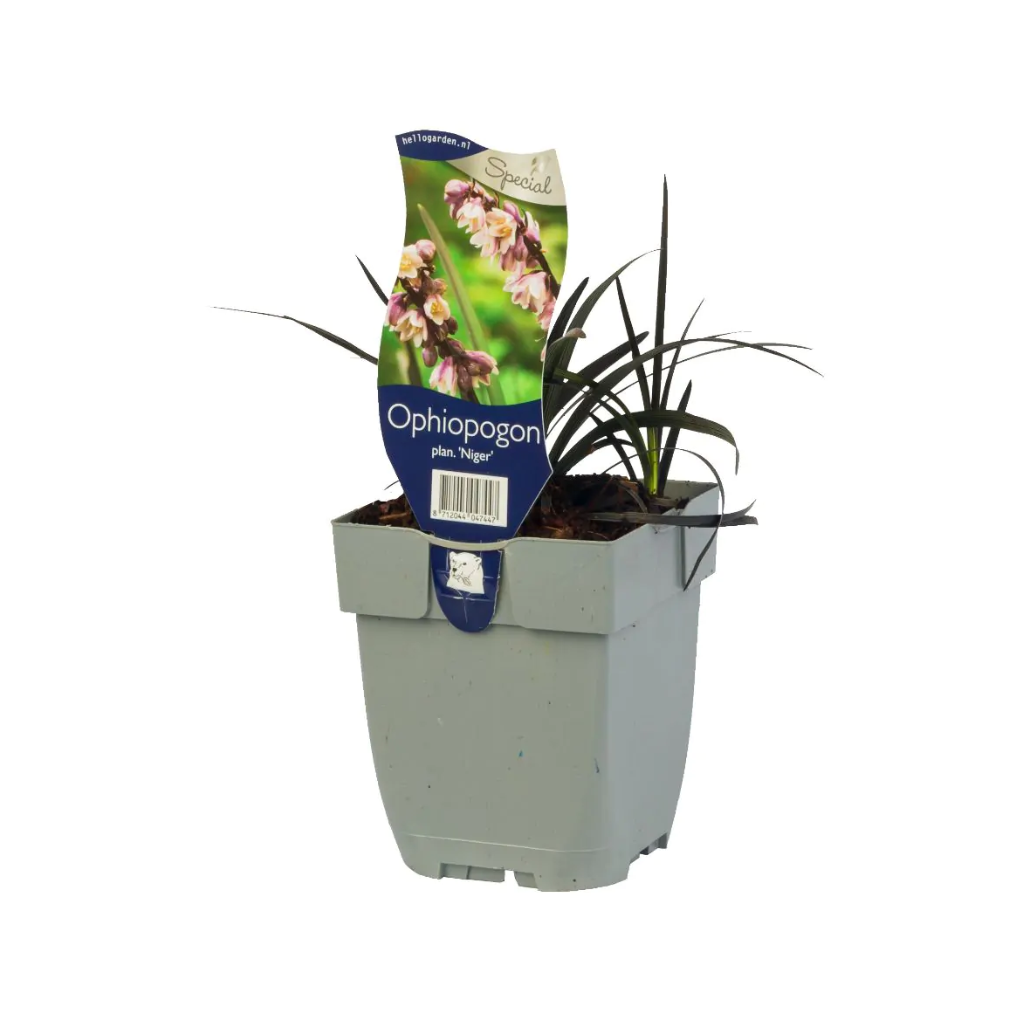 Slangenbaard (Ophiopogon planiscapus) ø 11 cm