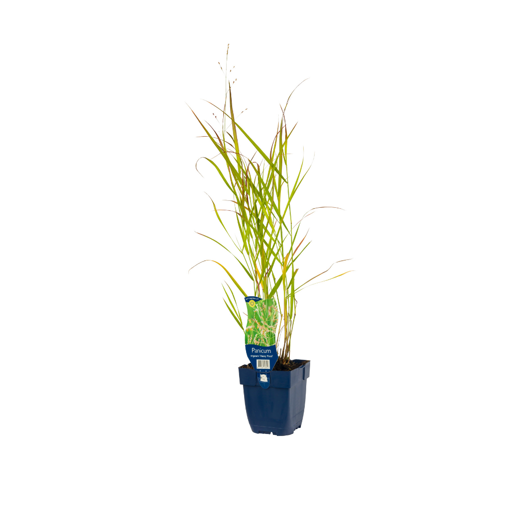 Vingergras (Panicum virg. 'Heavy Metal') ø 11 cm