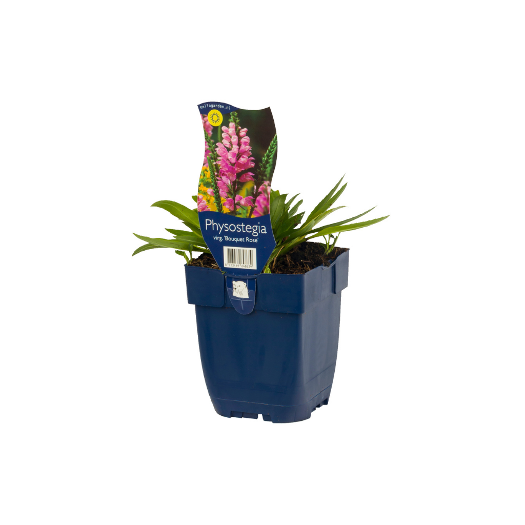 Scharnierplant (Physostegia virg. 'Bouquet Rose') ø 11 cm