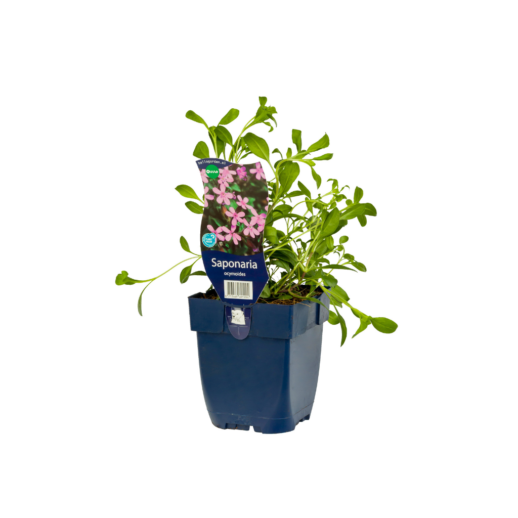 Zeepkruid (Saponaria ocymoides) ø 11 cm