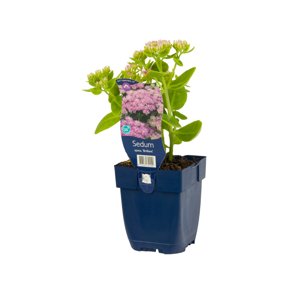 Hemelsleutel (Sedum spectabile 'Brillant') ø 11 cm