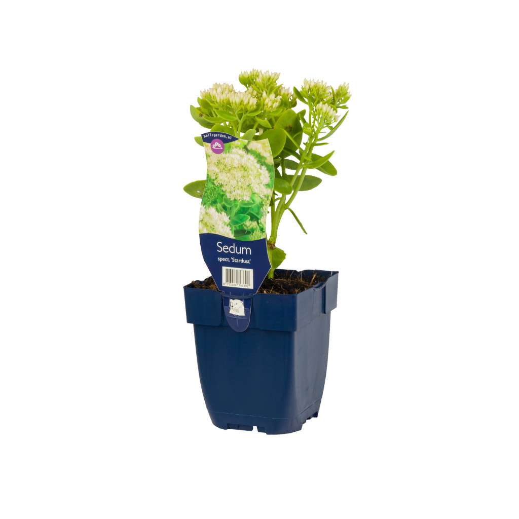 Hemelsleutel (Sedum spectabile 'Star Dust') ø 11 cm