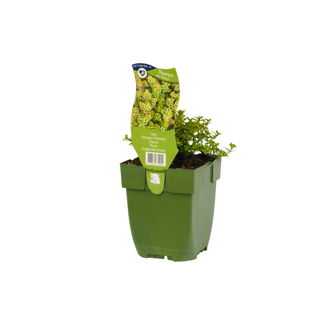 Tijm (Thymus citr. 'Aureus') ø 11 cm