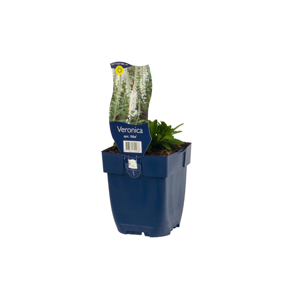 Ereprijs (Veronica spic. 'Alba') ø 11 cm