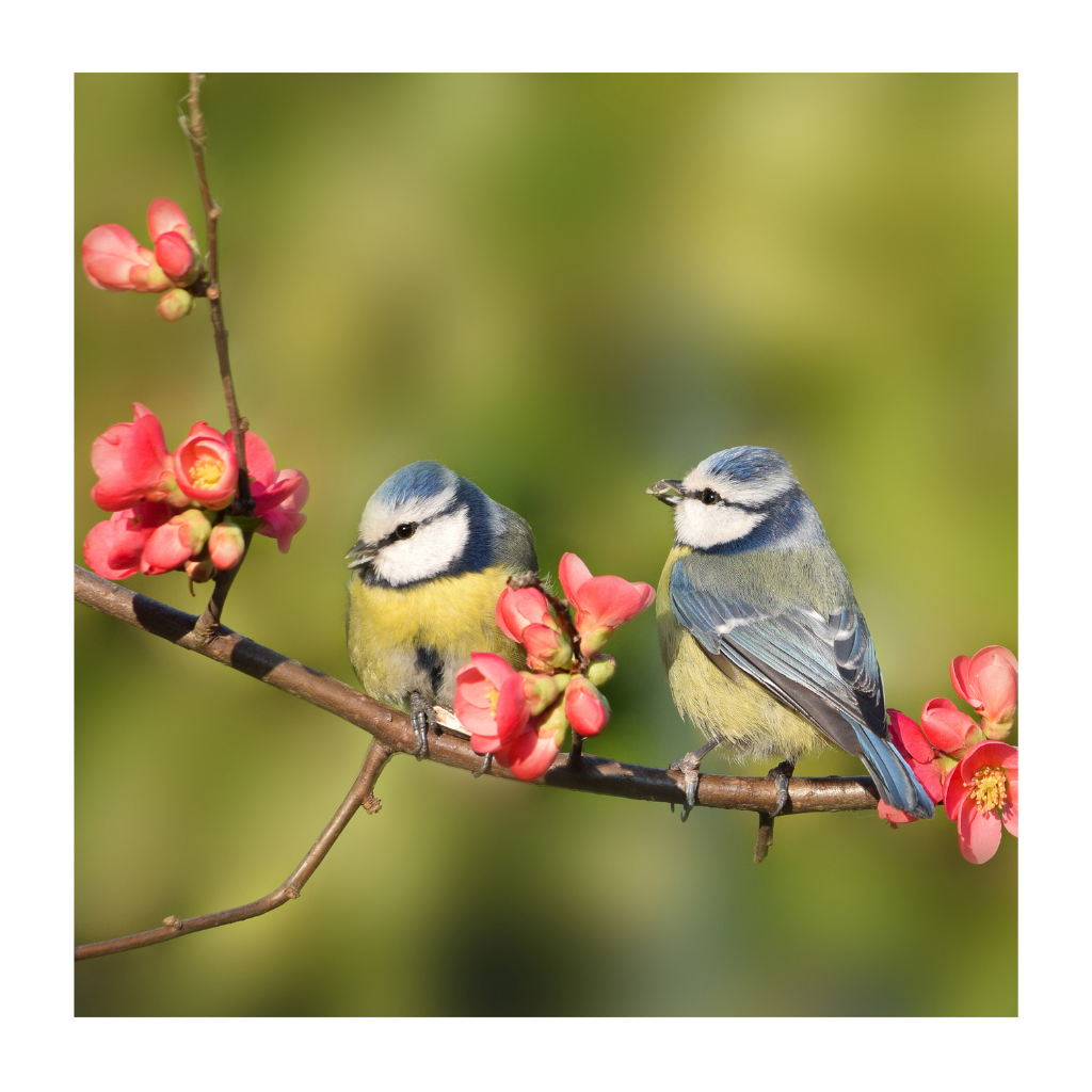 Anna's Collection Tuinposter Buitencanvas Pimpelmees 58 x 58 cm