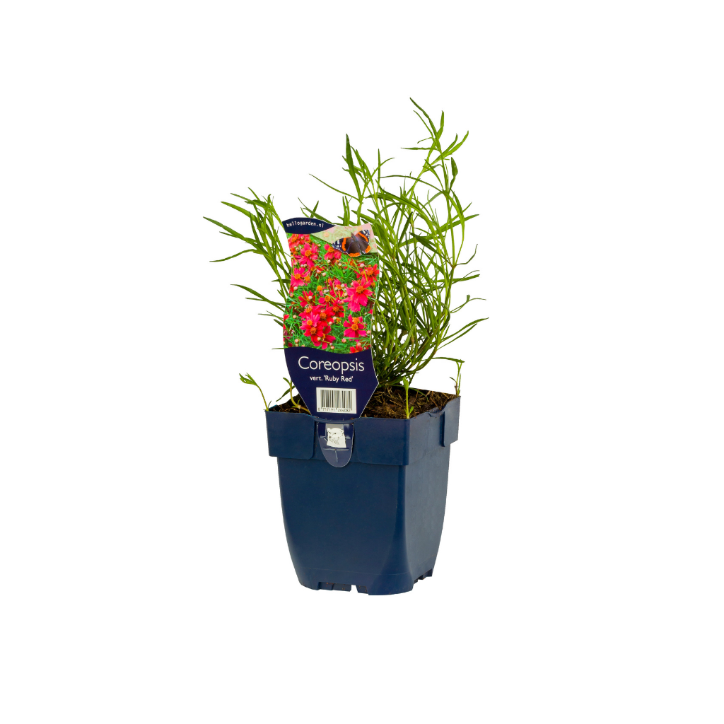 Meisjesogen (Coreopsis vert. 'Ruby Red') ø 11 cm