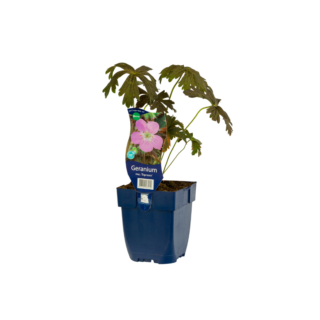 Ooievaarsbek (Geranium macul. 'Espresso') ø 11 cm