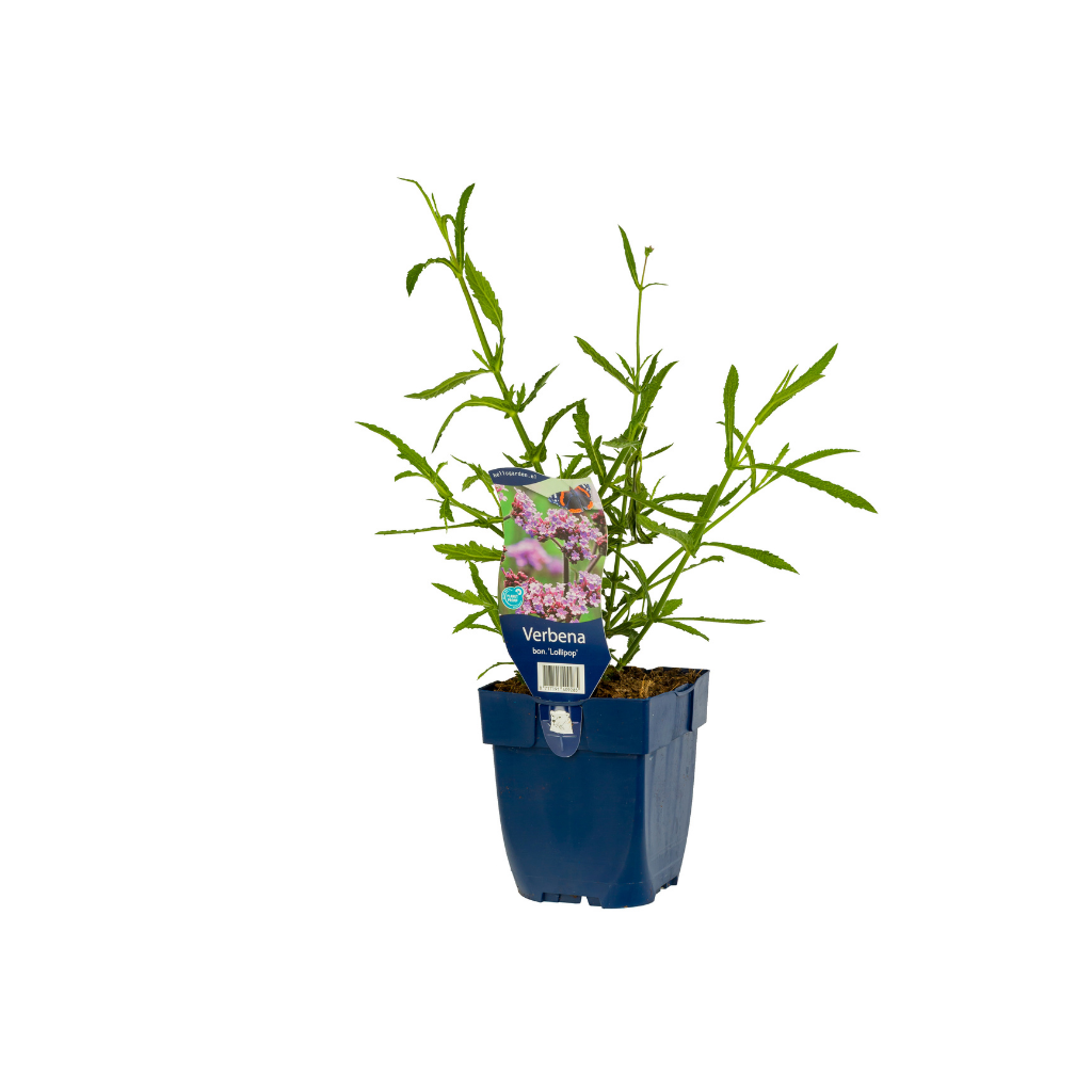 IJzerhard (Verbena bonariensis 'Lollipop') ø 11 cm