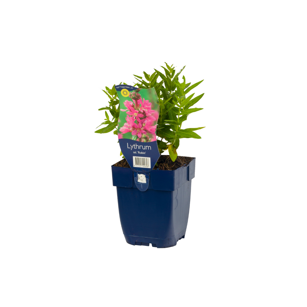Kattestaart (Lythrum sal. 'Robin') ø 11 cm