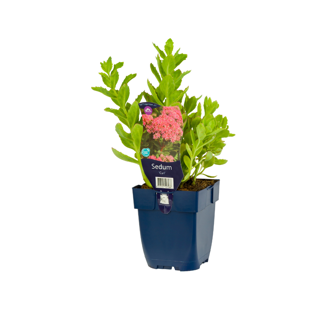 Hemelsleutel (Sedum 'Carl') ø 11 cm
