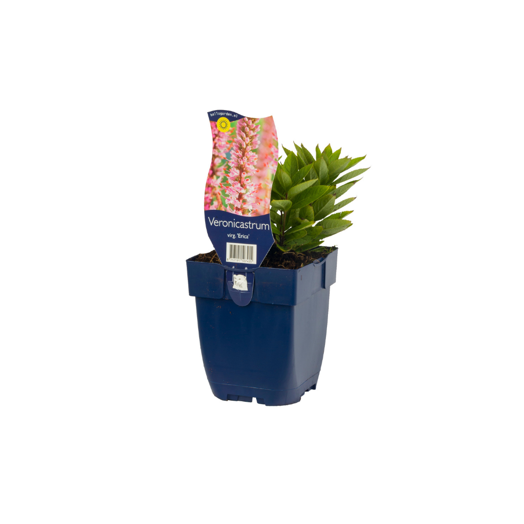 Virginische Ereprijs (Veronicastrum virg. 'Erica') ø 11 cm