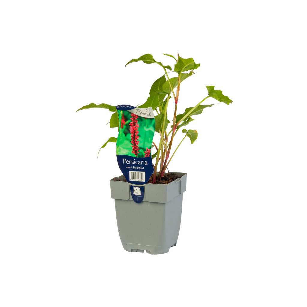 Duizendknoop (Persicaria ampl. 'Blackfield') ø 11 cm