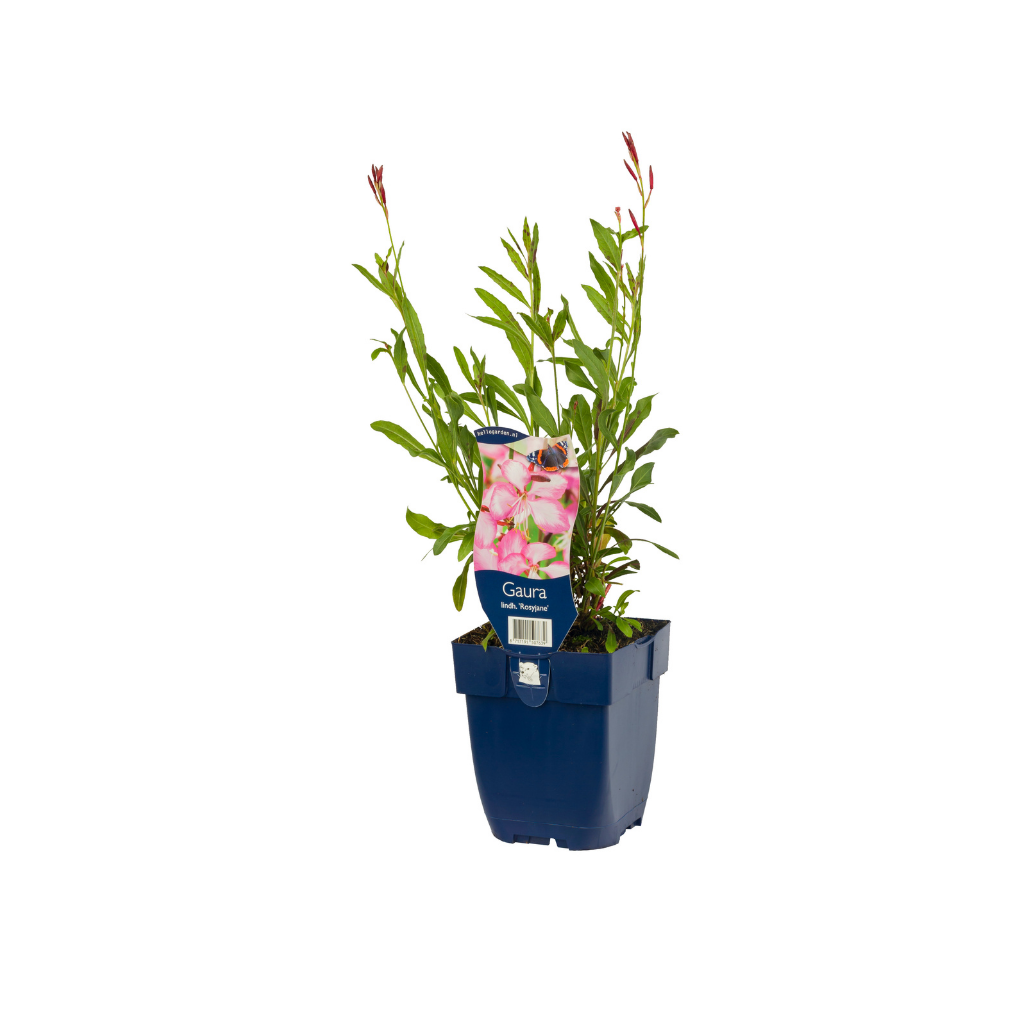 Prachtkaars (Gaura lindh. 'Rosyjane') ø 11 cm