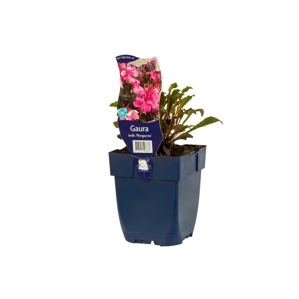 Prachtkaars (Gaura lindh. 'Florgauros') ø 11 cm