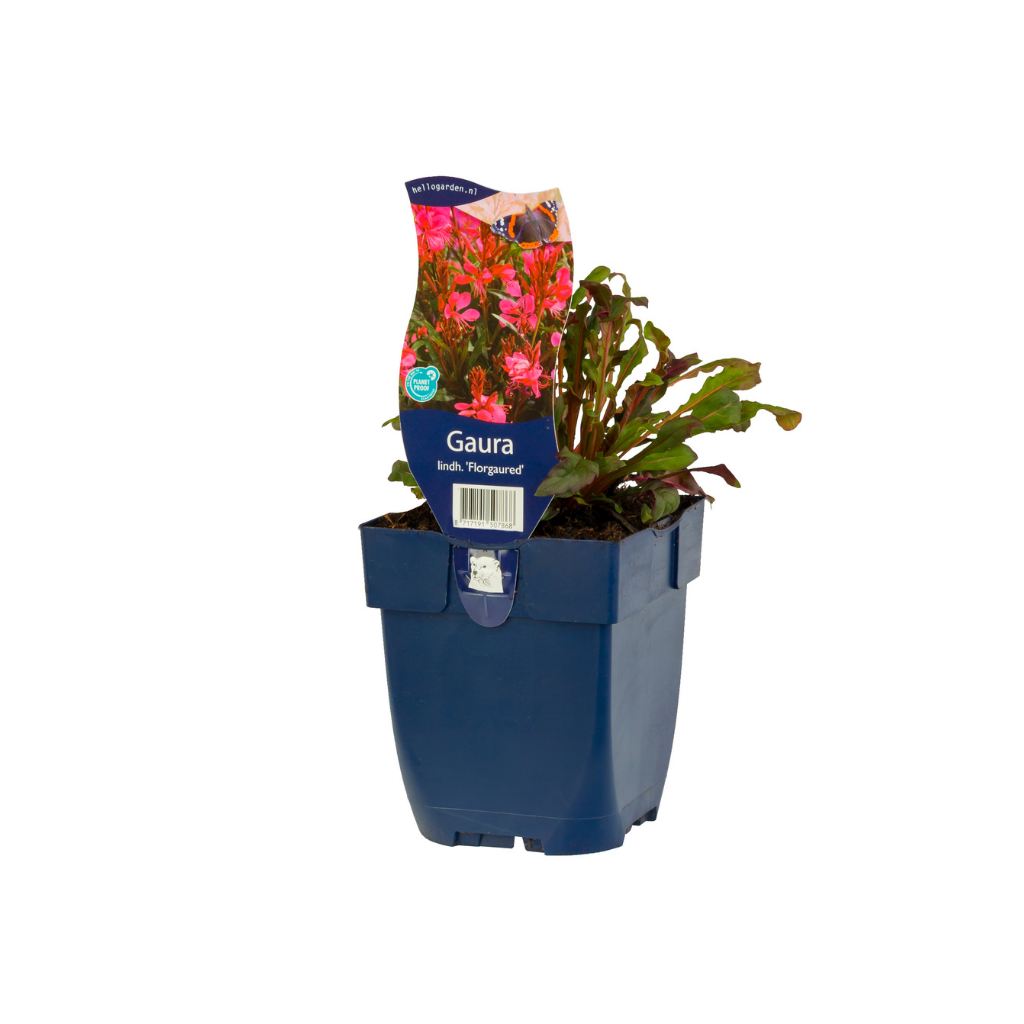 Prachtkaars (Gaura lindh. 'Florgaured') ø 11 cm