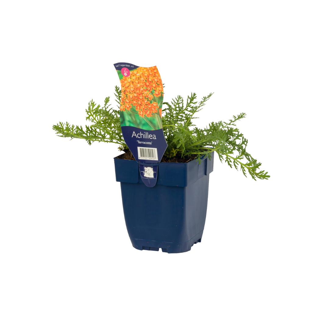Duizendblad (Achillea 'Terracotta') ø 11 cm