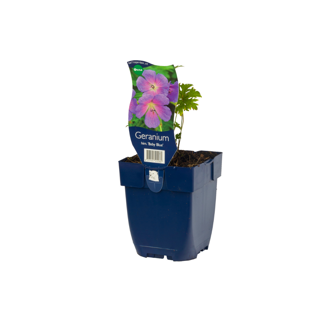Ooievaarsbek (Geranium himalayense 'Baby Blue') ø 11 cm
