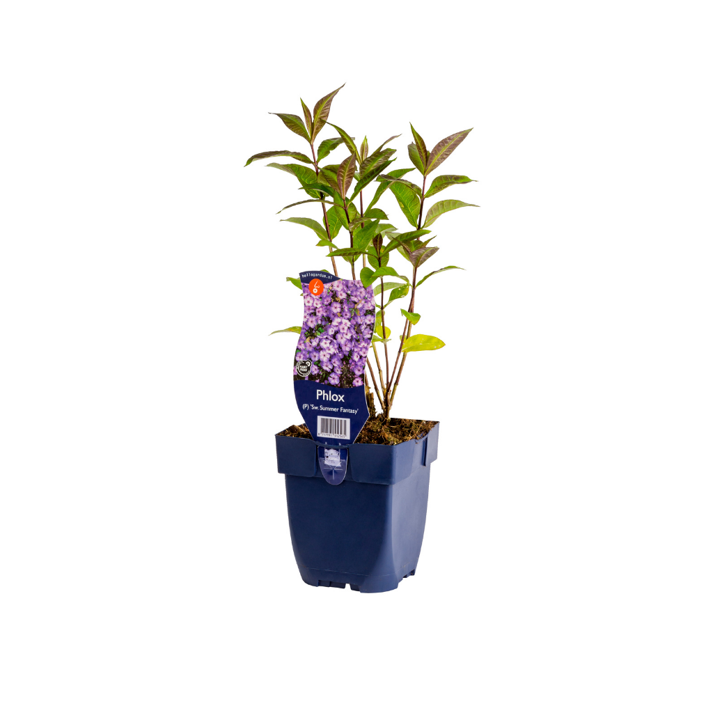 Vlambloem (Phlox (P) 'Sw. Summer Fantasy') ø 11 cm