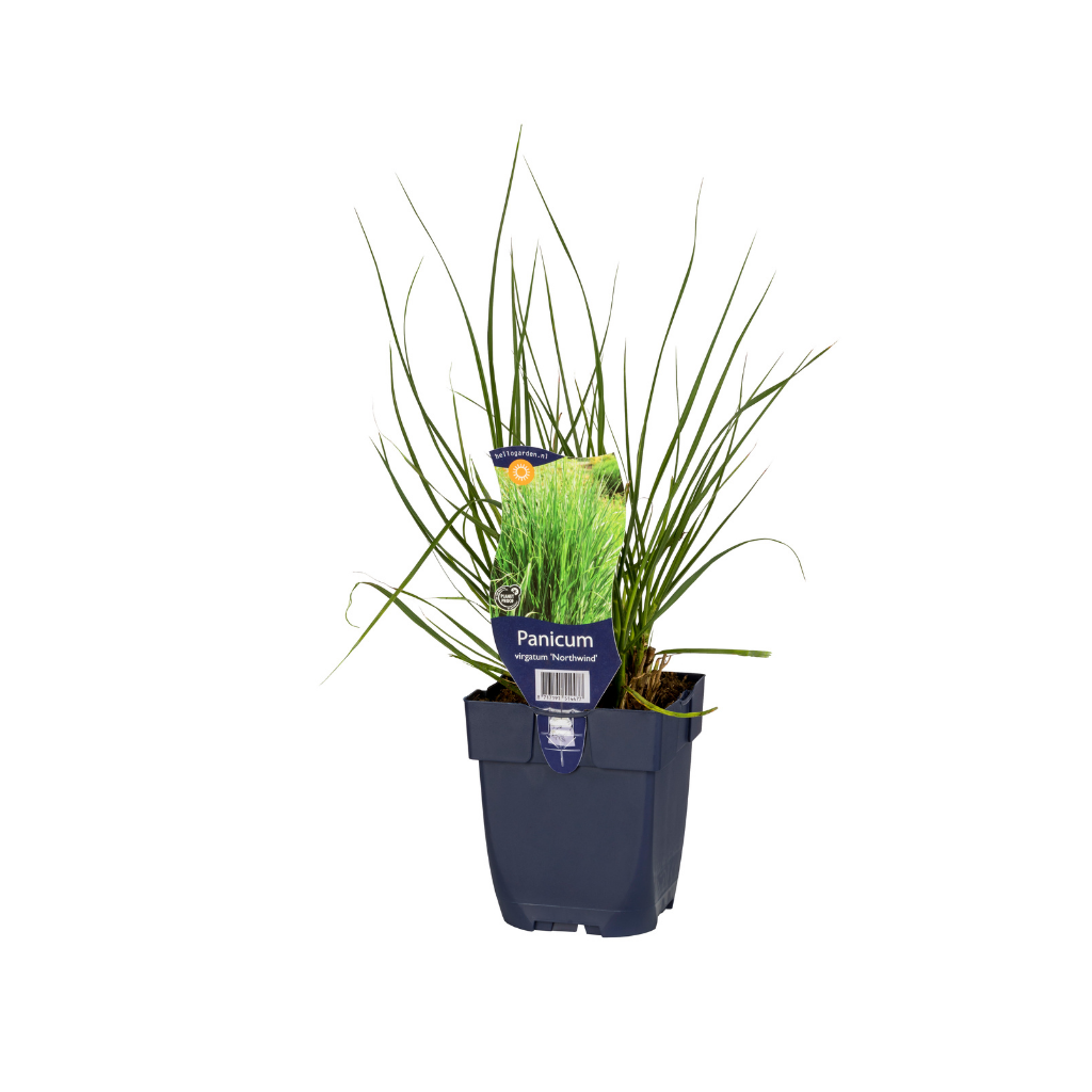Vingergras (Panicum virg. 'Northwind') ø 11 cm