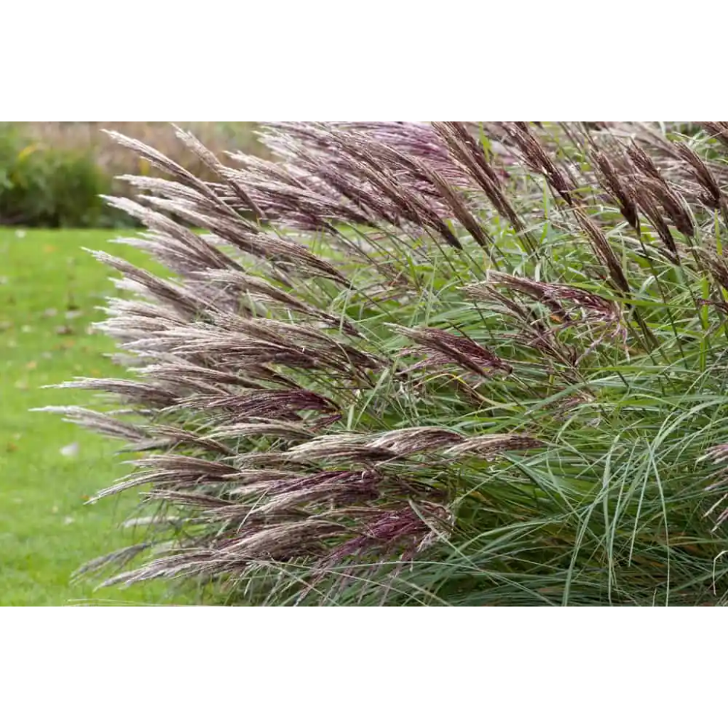 Prachtriet (Miscanthus sin. 'Red Chief') ø 11 cm